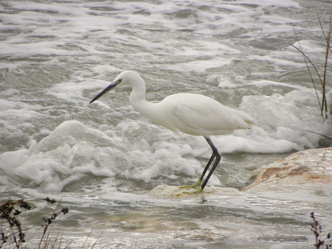 Garzetta e mareggiata (con preda)